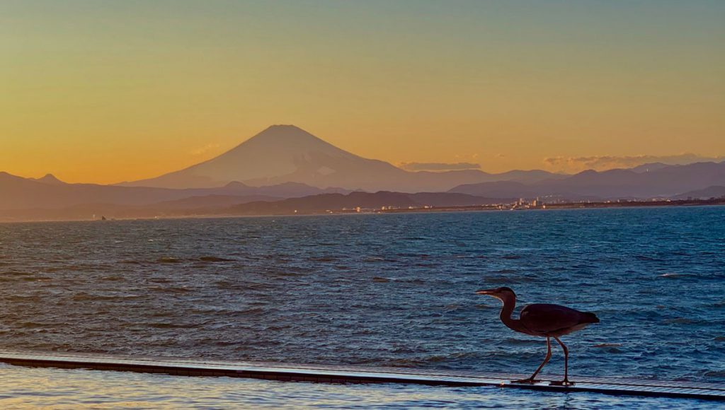 えのすぱ 富士山 鷺